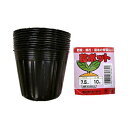 【5/1限定】 ポイント最大20倍&最大400円クーポン配布|渡辺泰苗ポット7.5cm10個入