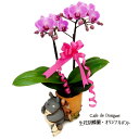 お祝いギフト ジブリ グッズ となりのトトロ トトロのお届けよいこらしょ プランターカバー 生花胡蝶蘭 オリジナルセット(全2パターン・選択式) スタジオジブリ...