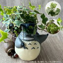 となりのトトロ どすーん!びっくり! 植物・アレンジセット (2パターン・選択式) 梱包送料込 買い合わせ不可 インテリア ガーデニング