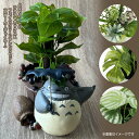 ジブリ グッズ となりのトトロ ジオラマボックス&フェイクグリーンアレンジセット(どすーん!びっくり!) スタジオジブリ 置物 おしゃれ かわいい サマーギフ...