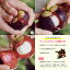  ޥ󥴥 ̵ M 36 3kg   եå Ť & ̣ ʪν Ȼ֤ ץߥ Ҷ ľ͢ ˫ mangosteen 