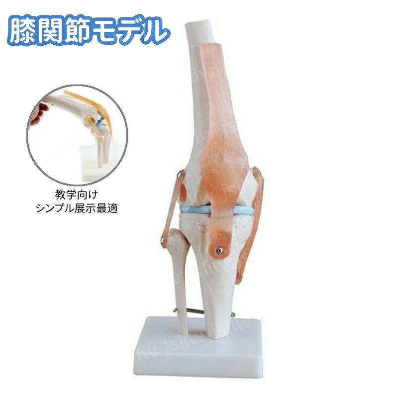 商品説明 サイズ 11.50*11.50*31.50cm,重さ668g。 特別サービス 大量購入を承っております。詳細については店舗までお問い合わせください。 他の関節モデルをお探しの場合は、お気軽にお問い合わせください。 関連キーワード（本商品の説明ではありません) 膝関節模型 半月板 ひざ靭帯 骨格模型 骨模型 人骨模型 実物大 骨格標本 骨格モデル 医療用 学習用 解剖模型 教材モデル 解剖学モデル リアル関節模型 台座付き 固定可能 院内模型 医療教育 施術説明用 関節可動モデル 人体解剖 骨格解剖 医療実習用 理学療法 リハビリ教育 スポーツ医学 医療研究 骨格診断用