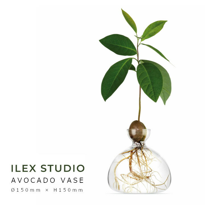 ロイヤルファニチャーコレクションILEX STUDIO（アイレックススタジオ）AVOCADO VASE　アボカド ベース150mm × H150mm