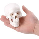 ミニ頭蓋骨模型 頭蓋骨モデル 頭部模型 顎関節可動 人体模型 教材 骨格標本 ディスプレイ