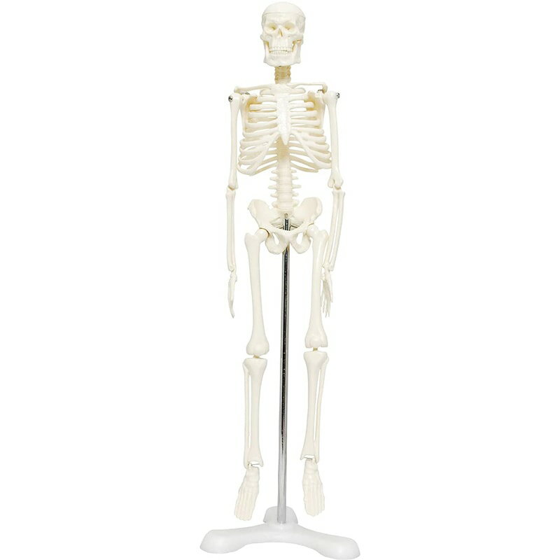 人体骨格模型 骨格標本 直立 スタンド 教材 45cm 1/4 モデル ディスプレイ (ホワイト 台座・三つ足)