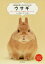 ウサギ 住まい、食べ物、接し方、健康のことがすぐわかる! はじめての飼育にこの1冊 大野瑞絵/著 井川俊彦/写真