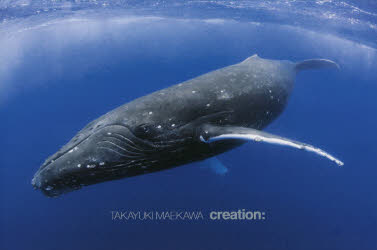 ■ISBN:9784406062527★日時指定・銀行振込をお受けできない商品になりますタイトルcreation:　前川貴行/著ふりがなくりえ−しよんCREATION:発売日201806出版社新日本出版社ISBN9784406062527大きさ1冊(ページ付なし)　25×38cm著者名前川貴行/著