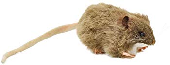 【中古】チャイロネズミ No.5577 wgteh8f