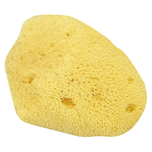 クラウン 天然海綿（小）（クリーム）