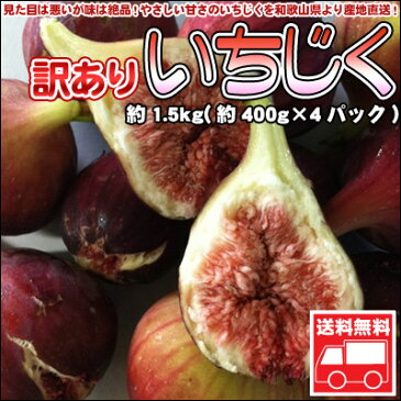 いちじく イチジク 訳あり 1.5kg 和歌山県産 送料無料※北海道、沖縄は送料別途加算