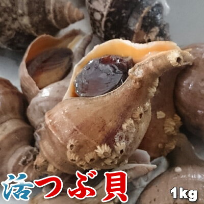 北海道産 天然 活つぶ貝 フジイロエゾボラ 1kg前後 5-10個前後 送料無料 ※沖縄は送料別途加算 ひな祭り 新生活 ホワイトデー