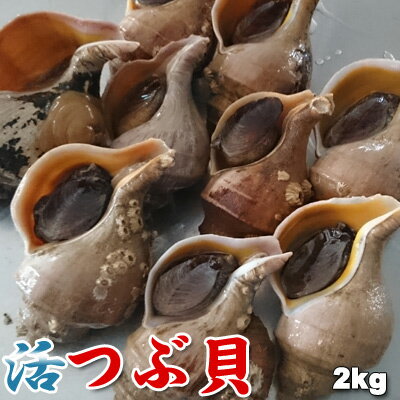 つぶ燻【56g×3個】三協印カトウ食品 北海道 お土産 つぶ 燻製 おやつ お菓子 珍味 おつまみ 肴 ギフト プレゼント お取り寄せ 送料無料