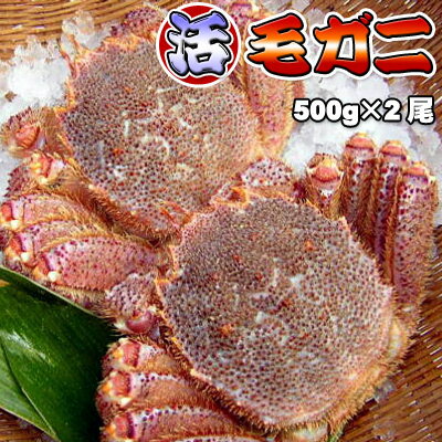 活毛ガニ 大サイズ 500g前後×2尾 送料無料 ※沖縄は送料別途加算 父の日 バーベキュー アウトドア 活毛ガニ 大サイズ 500g前後×2尾 送料無料 ※沖縄は送料別途加算 父の日 バーベキュー アウトドア