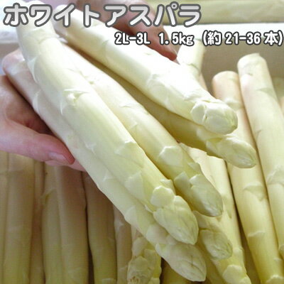 ホワイトアスパラ 北海道 2L-3L 1.5kg 送料無料 沖縄は送料別途加算 ひな祭り 新生活 ホワイトデー