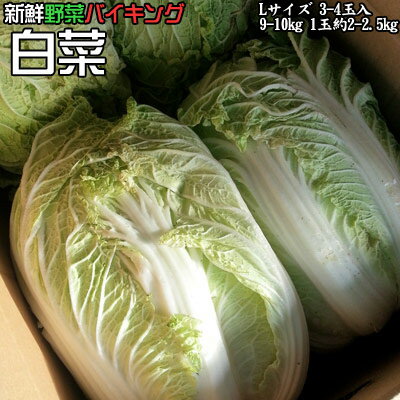 新鮮野菜 バイキング 白菜 Lサイズ 3-4玉入9-10kg 1玉約2-2.5kg 送料無料 ※沖縄は送料別途加算