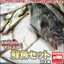 鮮魚の玉手箱は何が入るかはその日の漁しだい!!目からウロコ鮮魚セット2kg【送料無料】【楽ギフ_のし】【smtb-TK】