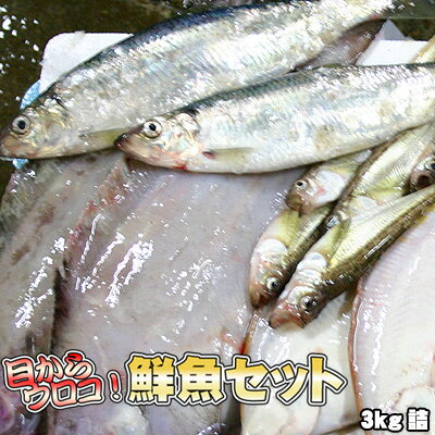 鮮魚セット 居酒屋 業務用 北海道産 3kg 送料無料 ※沖縄送料別途加算 ひな祭り 新生活 ホワイトデー