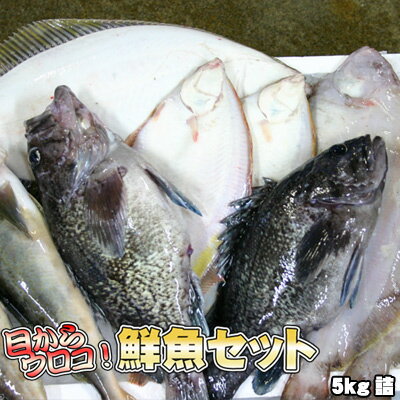 鮮魚セット 業務用 居酒屋 送料無料