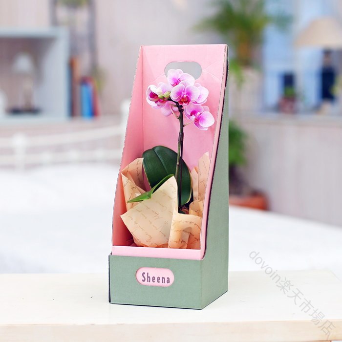 マイクロ胡蝶蘭 1本立ち ピンク グレーピンク 上品な色合い 2WAYギフトボックス入り プレゼントに最適なミニサイズの蘭 椎名洋ラン園の高品質商品(4)