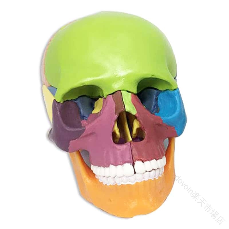 頭蓋骨スカル標本 15パーツ ばらばら 人体模型 実物1/2サイズ 高精度パズル 教育用解剖モデル 医学学習用 骨格構造詳細再現