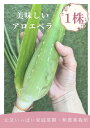 新鮮【食用】アロエベラ1株 ★アロエの苗をそのまま★ 食べれるアロエ