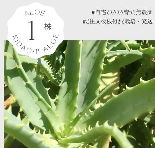新鮮 木立アロエ 1株 ★アロエの苗をそのまま★ キダチアロエ