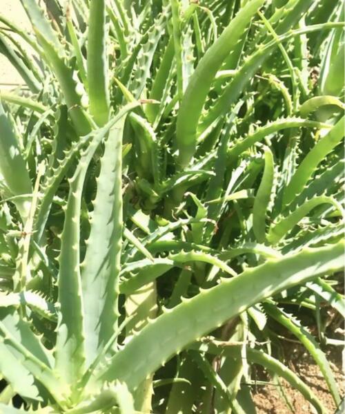 ��������Ω��������1���������������Ĥ򤽤Τޤޡ� ������������