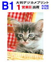 B1【スマホ デジカメ 写真 プリント】1枚 1営業日目出荷/仕上げカット含む ウェルカムボードにも最適