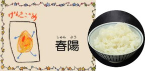 Dr.ミールオリジナル低たんぱく・無洗米春陽米 (しゅんようまい) 【令和五年度産】5kg