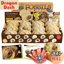XXTOYS 化石発掘キット 化石標本 化石 発掘 キット 天然化石 発掘セット 発掘おもちゃ 12個セット 古生物学 子供 プレゼント ギフト