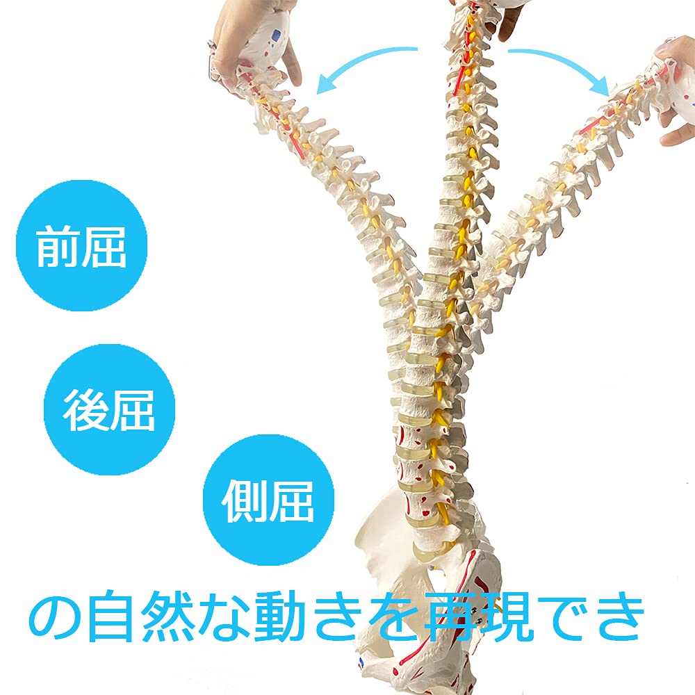 【送料無料】timiland 脊椎 模型 可動式 脊椎骨盤模型 人体模型 実物大 脊柱模型，筋の起始・停止部を着色 - 脊柱可動型モデル，大腿骨，筋・起始／停止表示付 脊髄 背骨 腰椎 股関節 教材 【90cm スタンド付き】 dragondash-10166136 DragonDash楽天市場店 サンプル画像3