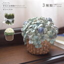 マスコット 置物 植物 ボタニカル 空気のお掃除マスコット 花 はな あじさい リーフ 葉っぱ アロマ レモン フルーツ ラベンダー 誕生日 プレゼント ギフト...