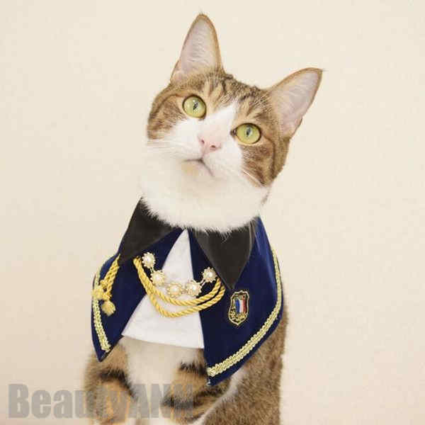 新生活 ペット用涎掛け 犬 猫 首飾り リボン レース チョーカー アクセサリー かっこいい おしゃれ フリル おめかし 写真撮り道具 記念日フォト 可愛い ペ...