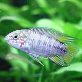 熱帯魚・観賞魚アピストグラマボレリィオパール1Pr