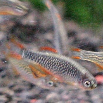 熱帯魚 観賞魚 ミクロラスボラsp.花火（HANABI)　5匹セット 【北海道・九州・沖縄・離島は発送不可】のサムネイル