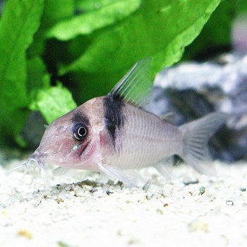 熱帯魚 観賞魚 コリドラス　バージニアエ　ワイルド 【北海道・九州・沖縄・離島は発送不可】のサムネイル