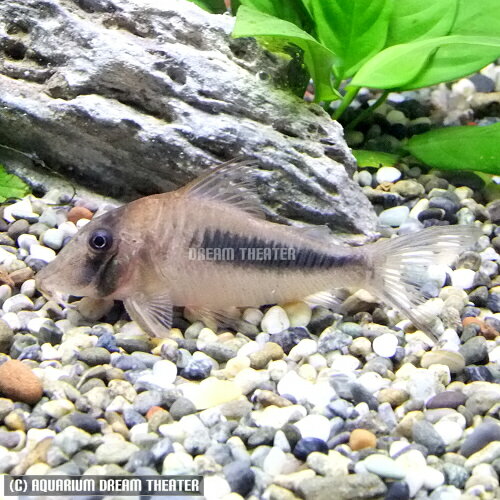 熱帯魚 観賞魚 コリドラス　アマパエンシス　ワイルド 【北海道・九州・沖縄・離島は発送不可】のサムネイル