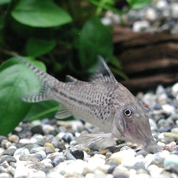 熱帯魚 観賞魚 コリドラス　ブロッキー　ベレン　ワイルド 【北海道・九州・沖縄・離島は発送不可】のサムネイル