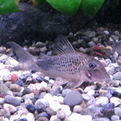熱帯魚 観賞魚 コリドラス オウラスティグマ ワイルド 1匹 【北海道・九州・沖縄・離島は発送不可】のサムネイル