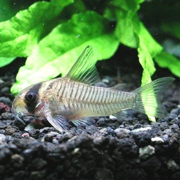 熱帯魚 観賞魚 コリドラス　グリセウス　ワイルド 【北海道・九州・沖縄・離島は発送不可】のサムネイル