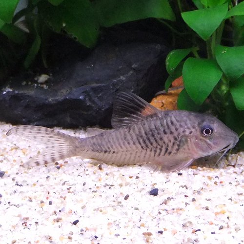 熱帯魚 観賞魚 コリドラス アクトゥス 1匹 【北海道・九州・沖縄・離島は発送不可】のサムネイル