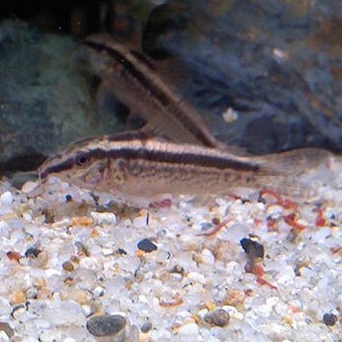 熱帯魚 観賞魚 コリドラス グラキリス ワイルド 1匹 【北海道・九州・沖縄・離島は発送不可】のサムネイル