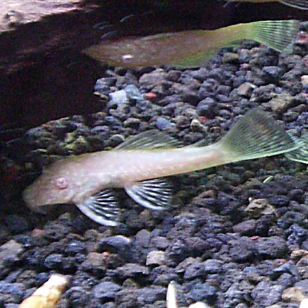 熱帯魚 観賞魚 アルビノミニブッシープレコ　1匹 【北海道・九州・沖縄・離島は発送不可】