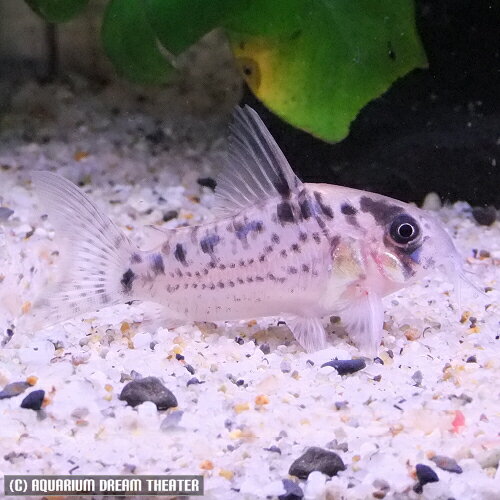 熱帯魚 観賞魚 コリドラス エヴェリナエ 1匹 【北海道・九州・沖縄・離島は発送不可】のサムネイル