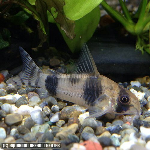 熱帯魚 観賞魚 コリドラス　アッシャー 1匹 【北海道・九州・沖縄・離島は発送不可】のサムネイル