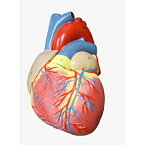 MFC 心臓模型 実物大【スタンド付き】 弁 右心房 左心房 右心室 左心室 人体模型