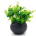 TOSSOW 植木鉢 陶器鉢 卵形 多肉植物 サボテン鉢 ハーブ プランター容器 おしゃれ プレゼント ミニ ブラック