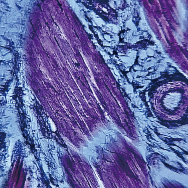 �ڥɥ꡼�ॺ�����ۻ������٤뾮�������� Mobile Microscope Tissue standard ��Х���ޥ������������� �ƥ��å��� ����������� / 45~180��Ψ