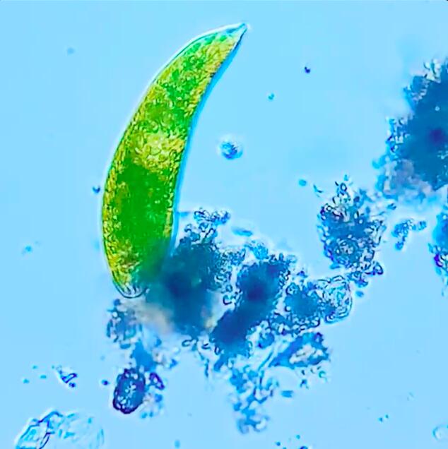 �ڥɥ꡼�ॺ�����ۻ������٤뾮�������� Mobile Microscope Euglena standard ��Х���ޥ������������� �桼����� �����������/125~500��Ψ