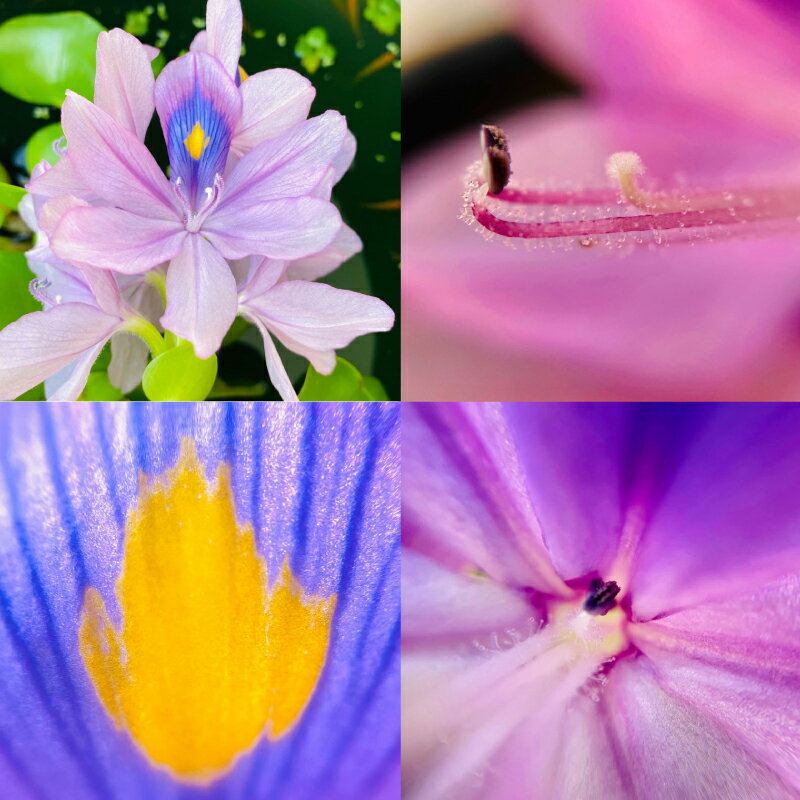 �ڥɥ꡼�ॺ�����ۻ������٤뾮�������� Mobile Microscope Field ��Х���ޥ������������� �ե������ (����åץ�����) /10~40��Ψ